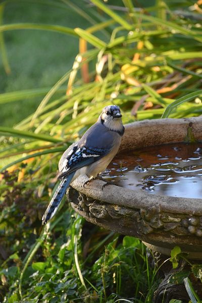 A blue jay in the garden by Claude Laprise