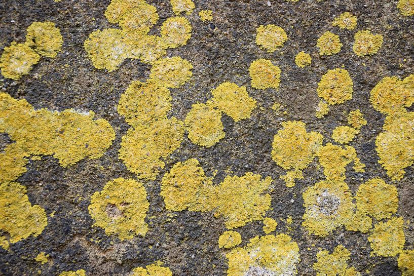 Foster Wall by Ingrid de Vos - Boom