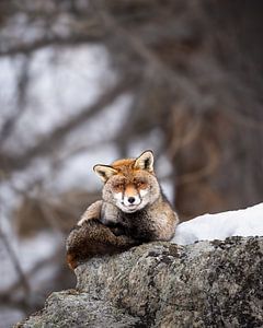 Rotfuchs auf einem Felsen im Schnee