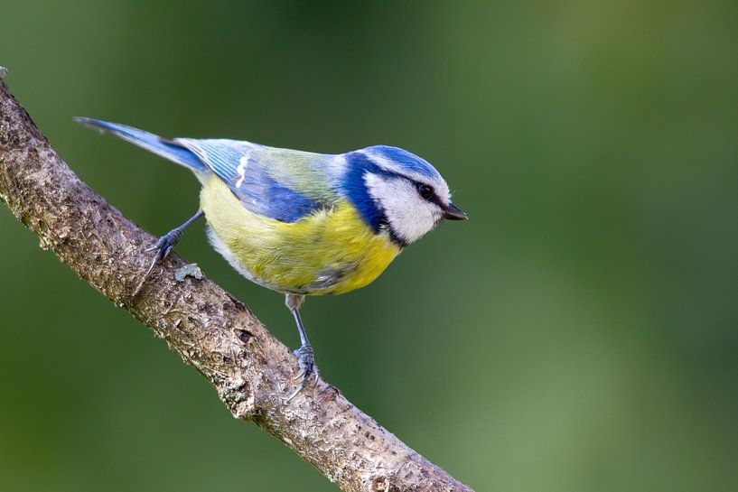 Blaumeise von Dirk Rüter