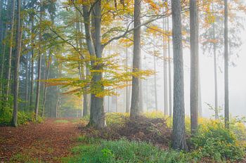 Forêt d'automne dans la brume du matin