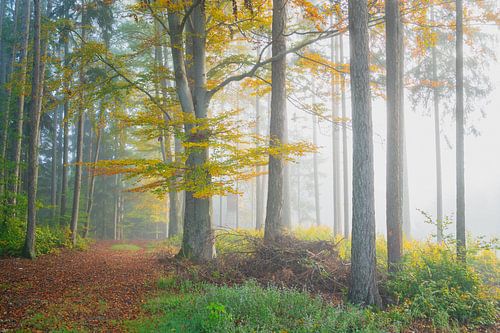 Herbstwald im Morgennebel