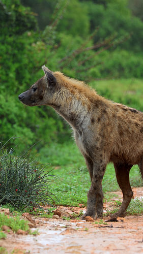 Hyena Portrait