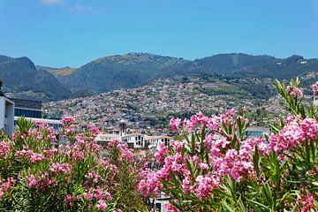 Blick auf Funchal
