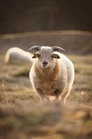 Staredown with a sheep during sunset by Steven Marinus