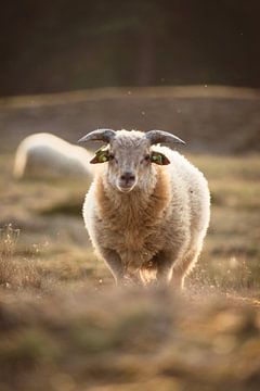 Katarakt-Match mit einem Schaf während der Sündhaftigkeit von Steven Marinus