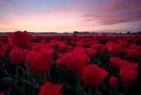 Sunset at red tulip field