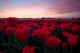 Sunset at red tulip field by Laura Krol