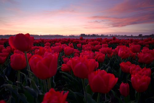 Zonsondergang bij rood tulpenveld van Laura Krol
