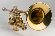 Goldene Trompete als isoliertes Musikinstrument vor einem weißen Hintergrund in einem Studio von Tonko Oosterink Miniaturansicht