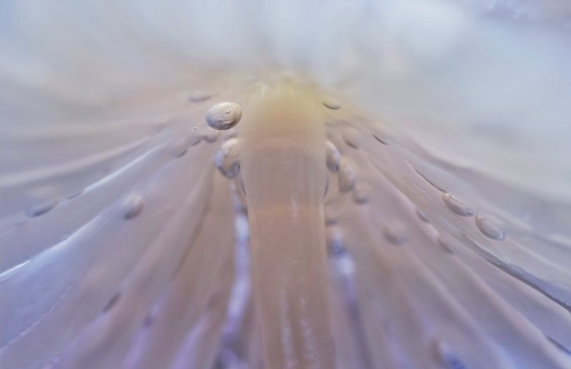 sous le chapeau par Remco loeffen