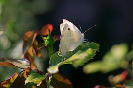 Charmante weiße Schmetterlinge von Thomas Jäger
