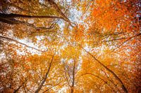 The Indian Summer