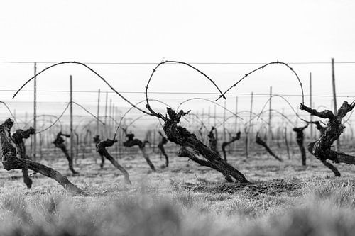 L'amour du vignoble sur Berthold Ambros