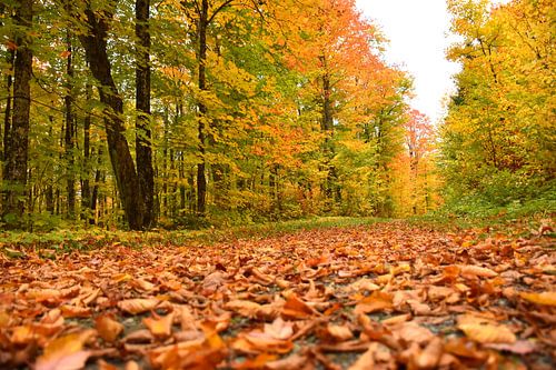 Une route de campagne à l'automne