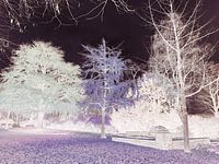 gingko