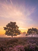 Magische Heide