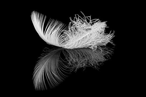White feather