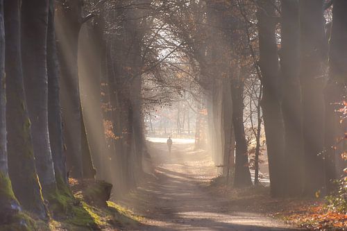 Zonnestralen en mistflarden in het Bos