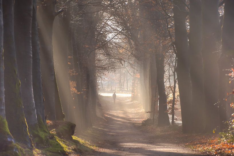 Zonnestralen en mistflarden in het Bos van Caroline Drijber