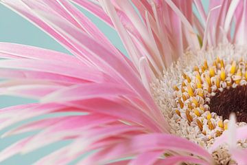 Close-up van een stukje roze - witte Gerbera van Marjolijn van den Berg