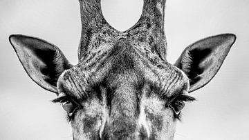Giraffe in black and white photographed up close! van Jan Hermsen