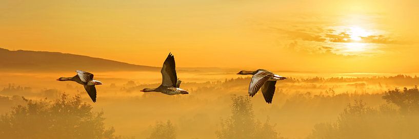 Der Flug der Wildgänse in Panorama von Monika Jüngling