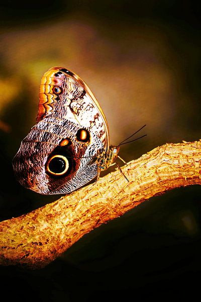 un beau papillon banane par Werner Lehmann