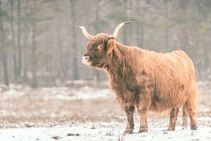 Porträt eines schottischen Hochlandrindes im Schnee