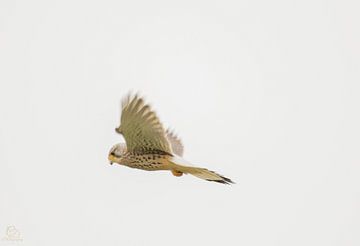 faucon crécerelle en vol, ailes déployées sur cd_photography