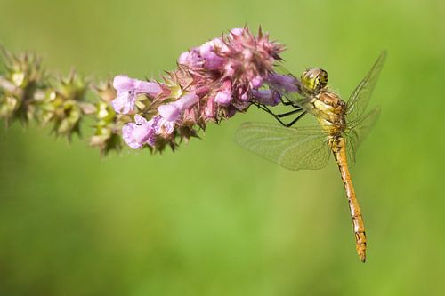 Steenrode Heidelibel op bloem