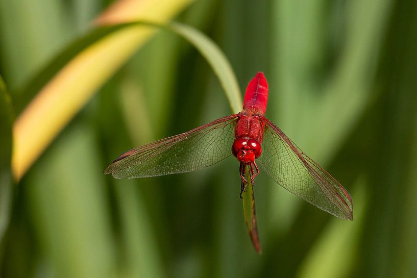 Libellule rouge de Ténérife par Aukelien Philips