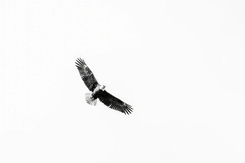 Free as a bird by Marco Schep