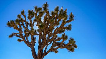 Joshua Tree National Park in de Verenigde Staten van Jessica Lokker