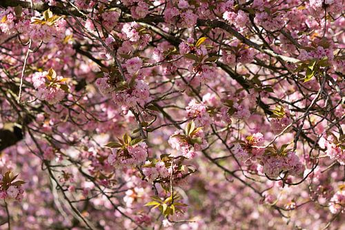 Fleur de cerisier à Sittard