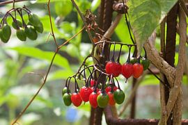 La nature, les baies sur Alexandra Verkerk
