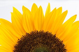 Sunflower up close by Leontine van der Stouw