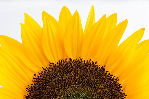 Le tournesol de près