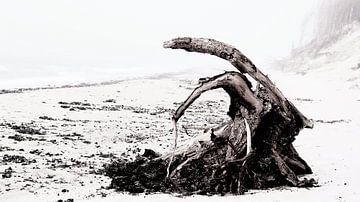 Baumwurzel- Strandgut am Weststrand auf dem Darss von Bertrand Bessin