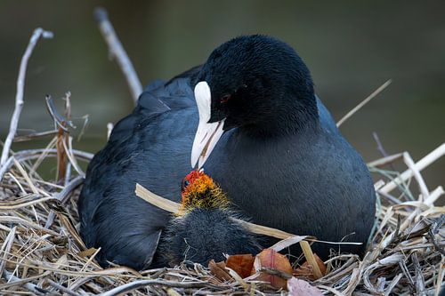 A coot feeds her chick