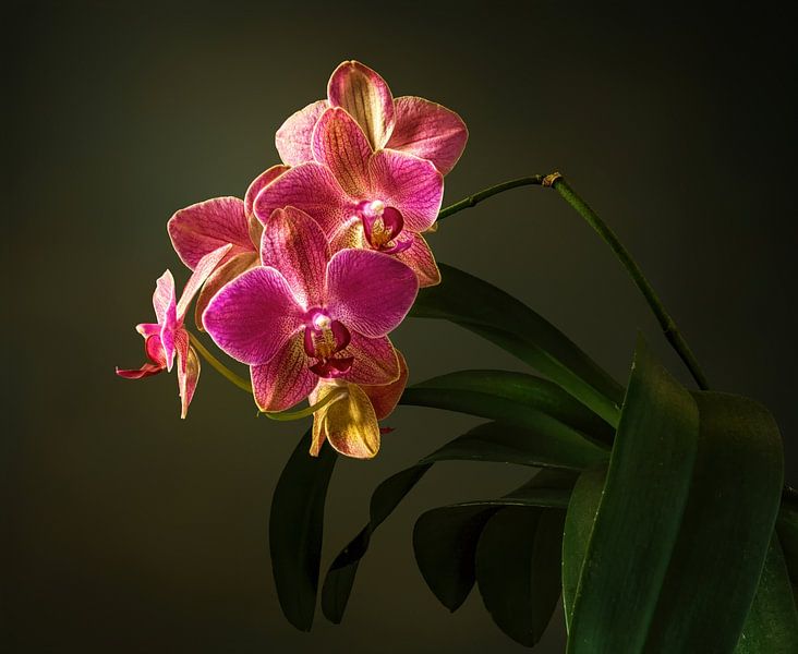 still life with a blooming orchid by Mykhailo Sherman