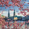 Kirschblüten in Hamburg, Deutschland von Michael Abid