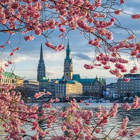 Kirschblüten in Hamburg, Deutschland von Michael Abid