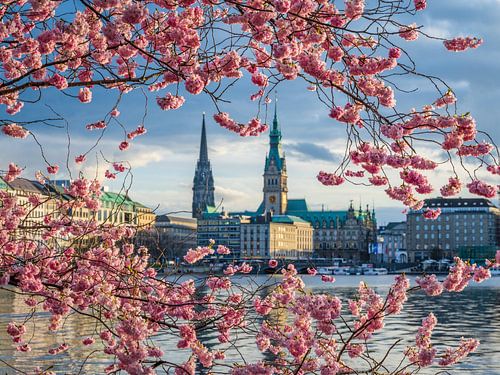 Kirschblüten in Hamburg, Deutschland von Michael Abid