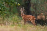 een reebok (Capreolus capreolus) staat in een weiland en plast in het gras