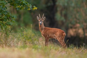 a roebuck (Capreolus capreolus) stands in a meadow and urinates in the grass by Mario Plechaty Photography