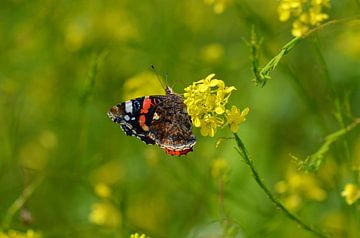 Atalanta Schmetterling mit gefalteten Flügeln von Marjan Verloop