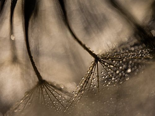 Warme kleuren: Druppels op een morgenster (Tragopogon)