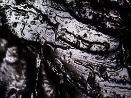 Haribo-Bären unter dem Mikroskop von Wijco van Zoelen