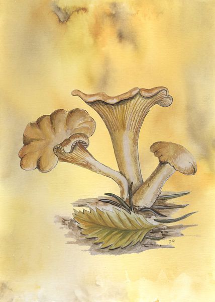 Chanterelle by Jasper de Ruiter
